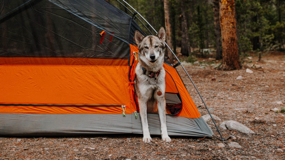 Kings Peak: The World's First Tent for You and Your Dog | Lassonde ...