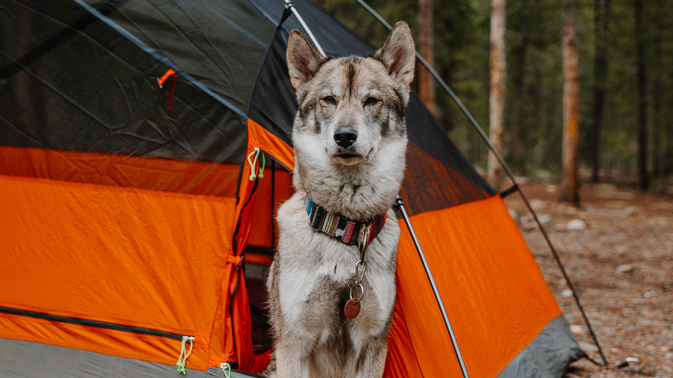 Tent for You and Your Dog | Lassonde Entrepreneur Institute ...